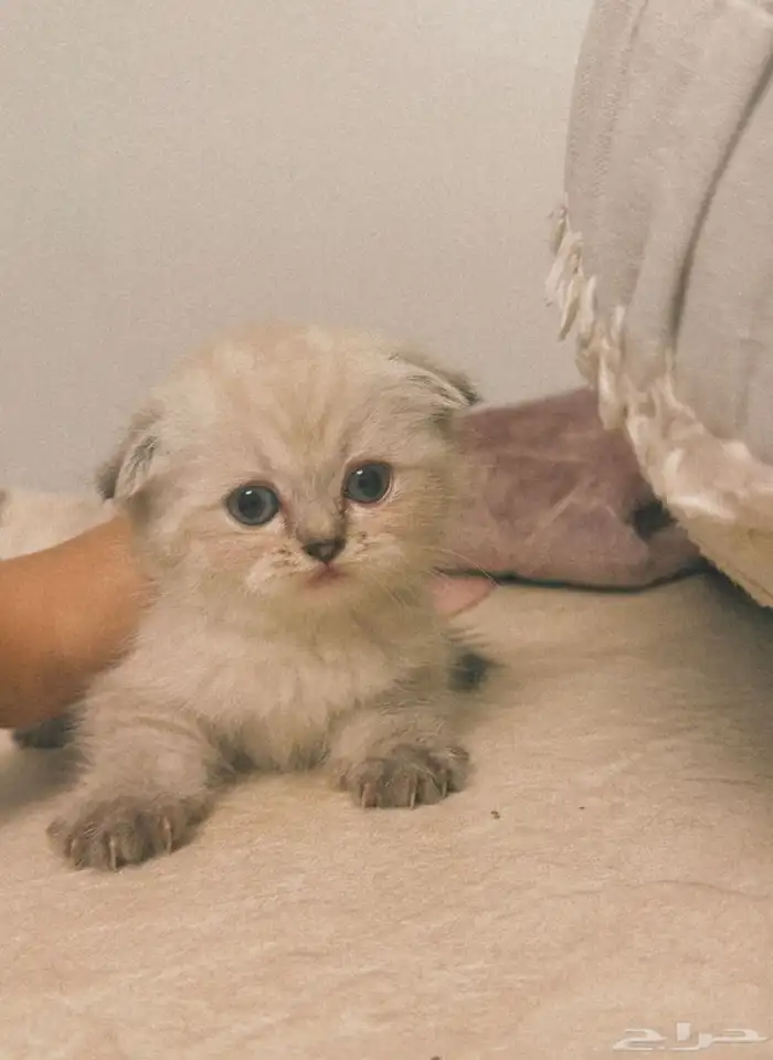 سكوتش دبل فولد وهيمالايا 7