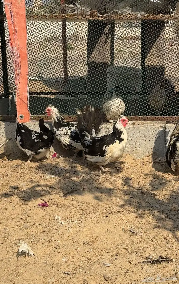 دجاج حباحب بطاريق مستوى فاخر 1