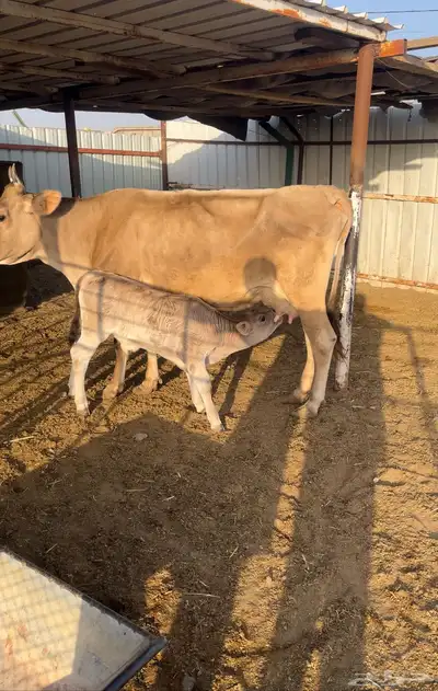 بقرة سويسري index