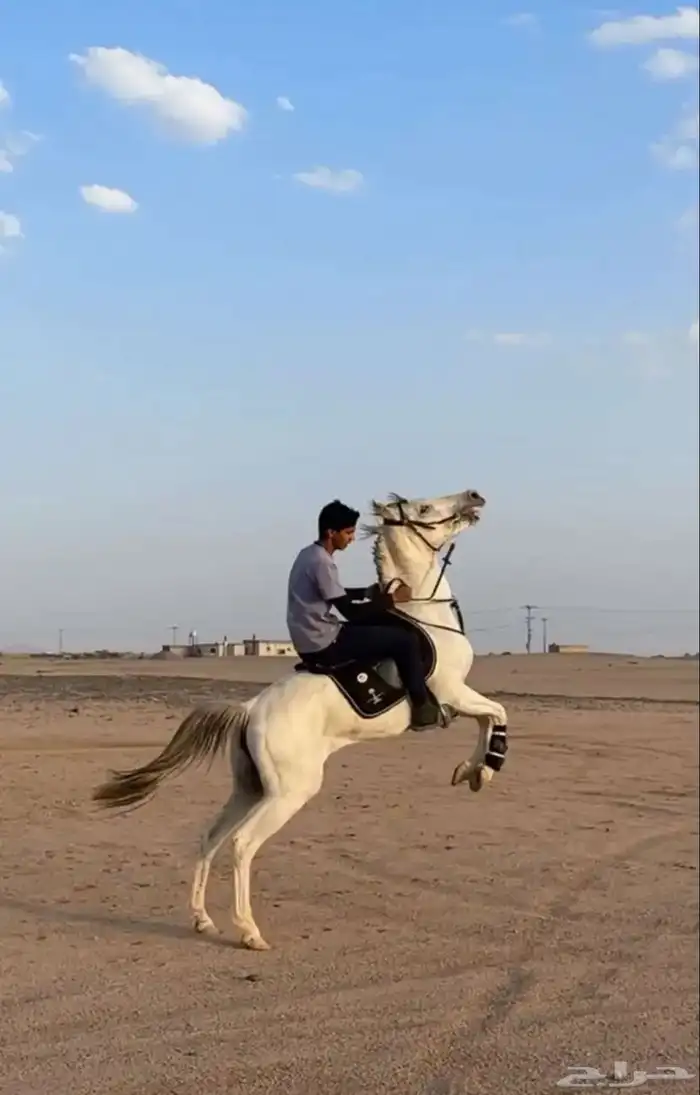 حصان جزيري 0
