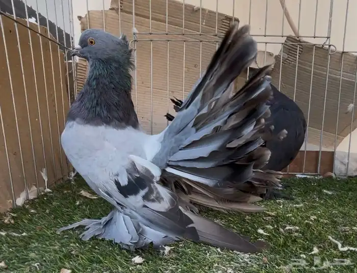 شمسي رقاص أمريكي 2