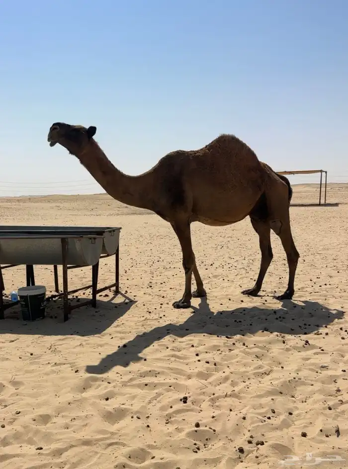للبيع لقحه كفو 0
