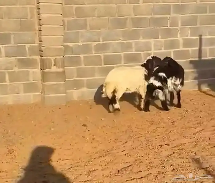 طليان مغلقة 2