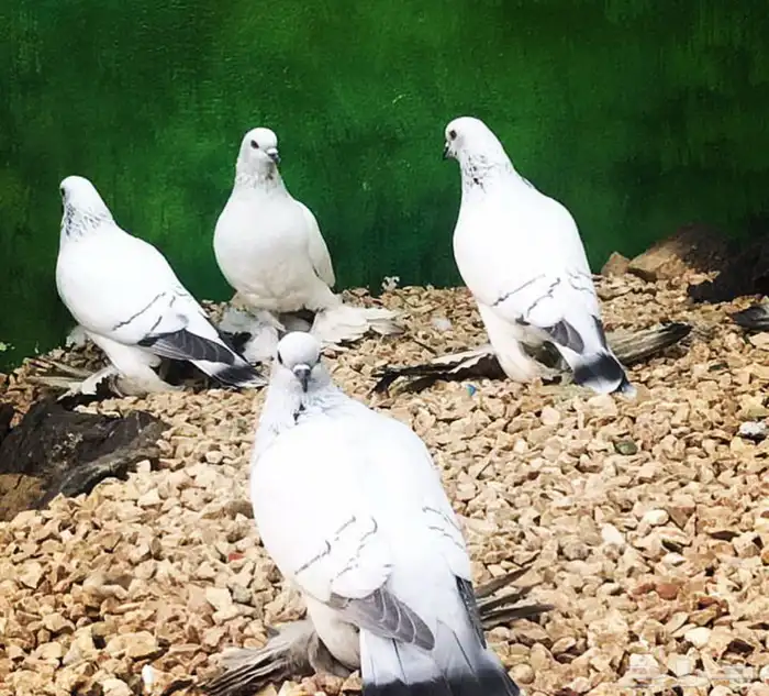 بيع طيور شامية أزواج منتجة ومشروطه 0