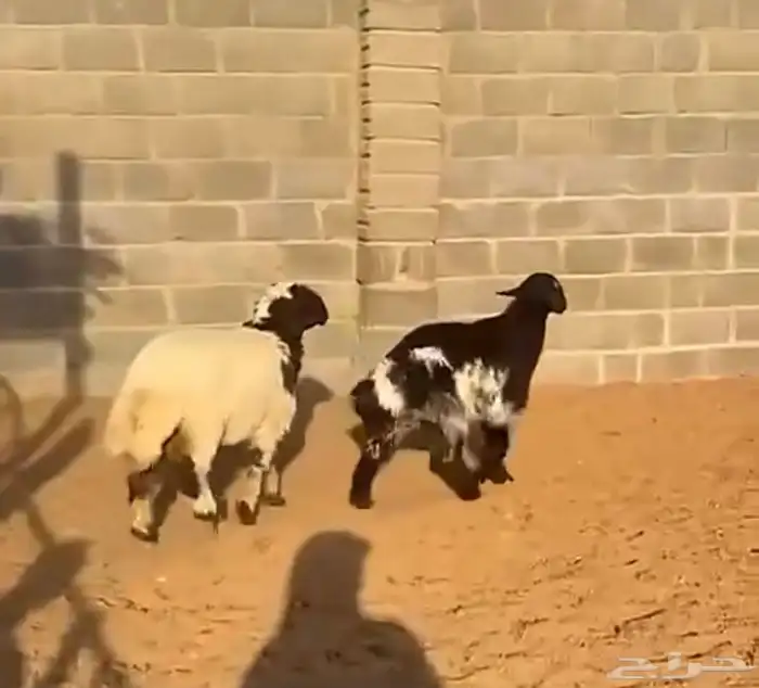طليان مغلقة 0