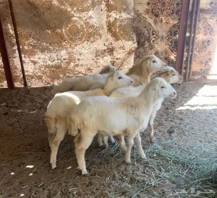 للبيع 5 رخال وخروف رفيدي 4