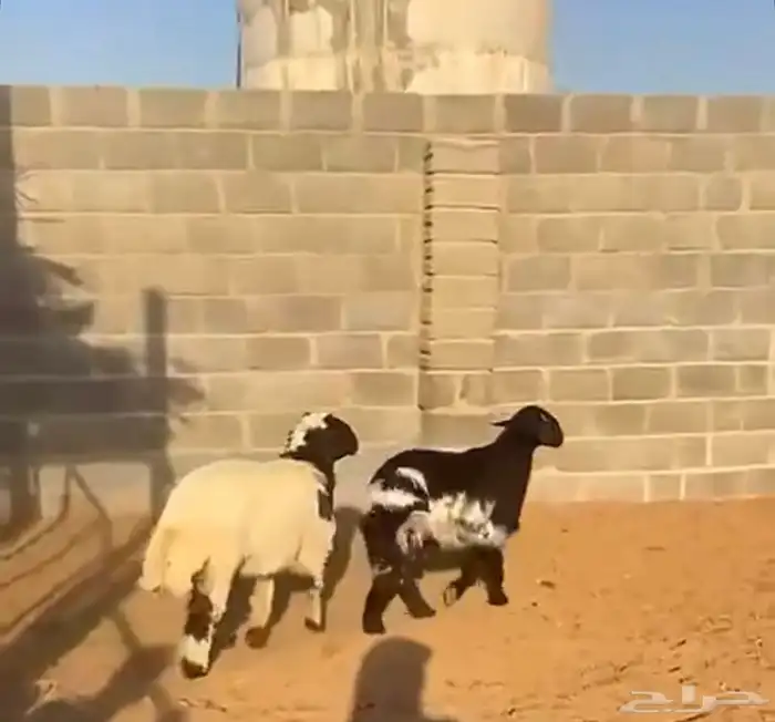 طليان مغلقة 3