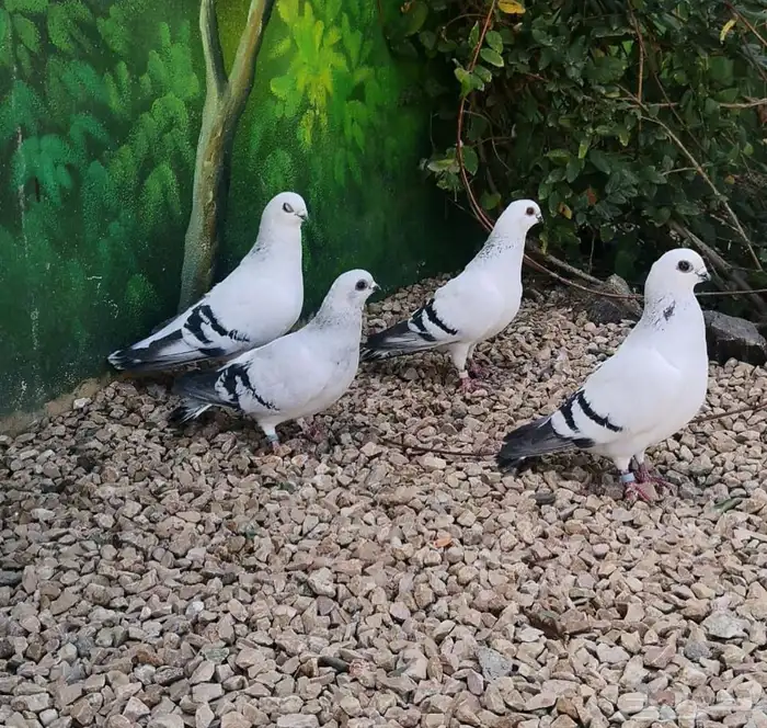 بيع طيور شامية أزواج منتجة ومشروطه 1