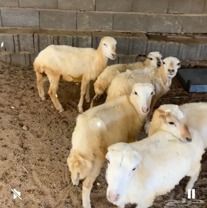 للبيع 5 رخال وخروف رفيدي 1