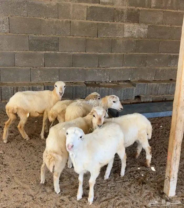 للبيع 5 رخال وخروف رفيدي 2