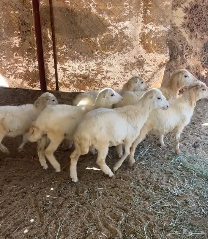 للبيع 5 رخال وخروف رفيدي 3