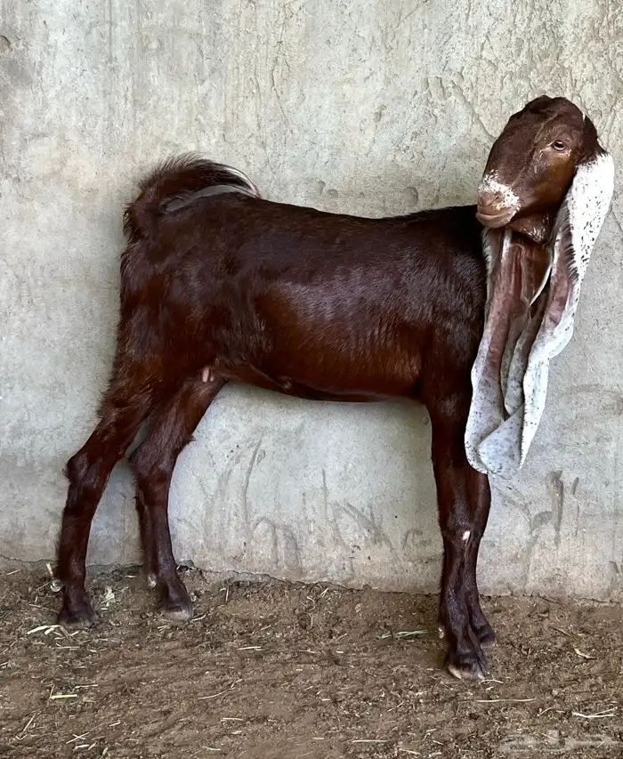 جذعات حجازية ( هولندية) 3
