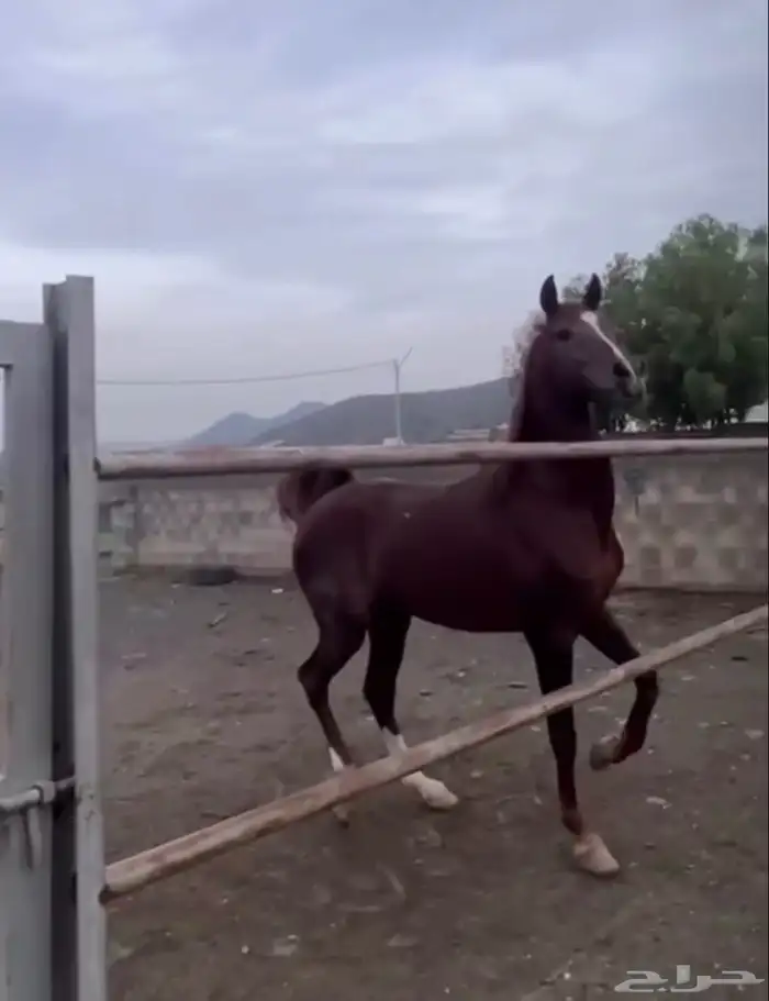 حصان شعبي فاخر 1