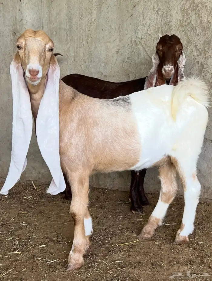 جذعات حجازية ( هولندية) 1