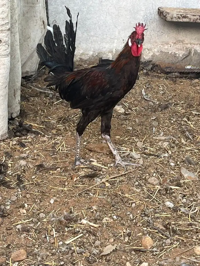 ديوك للبيع 3
