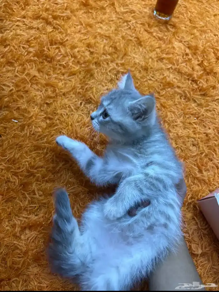 بس قطوه سكوتش 0