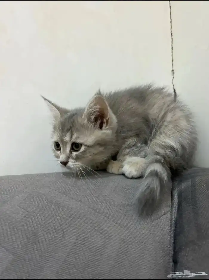 بس قطوه سكوتش 1