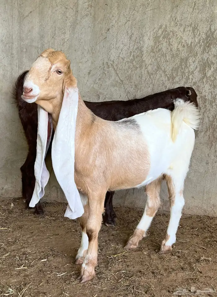 جذعات حجازية ( هولندية) 2