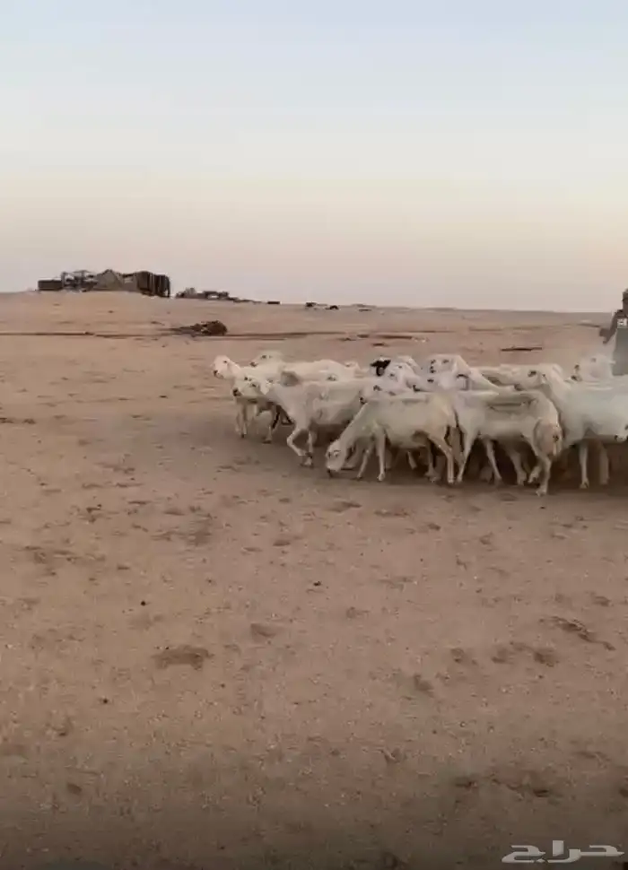 غنم حريات رغياث ودفيع 0