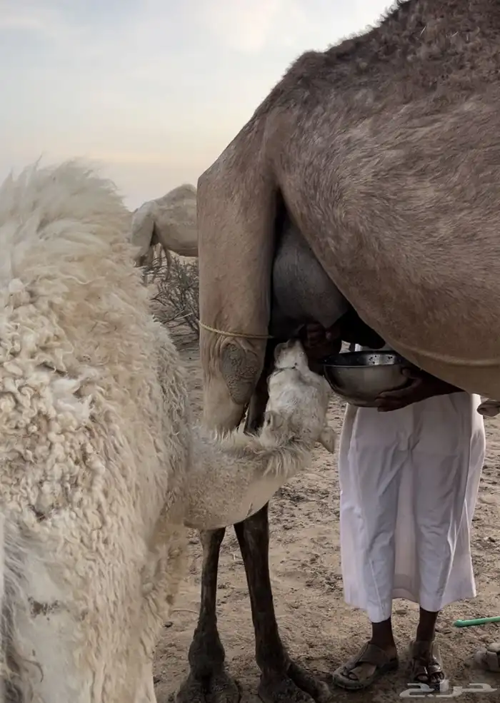 قعود للبيع 3