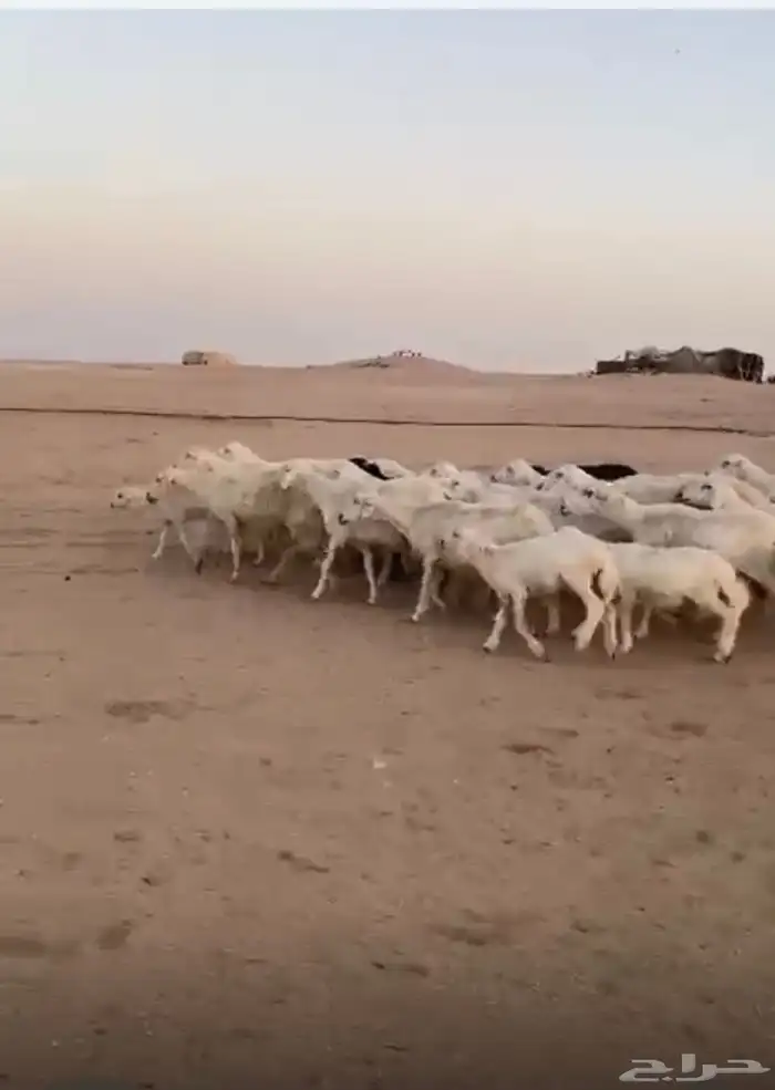 غنم حريات رغياث ودفيع 1