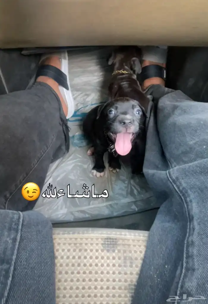 جرو بيتبول 2