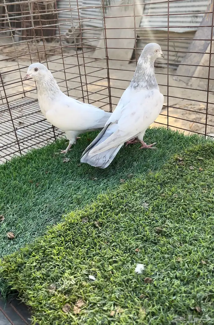 حمام بكستاني. 1