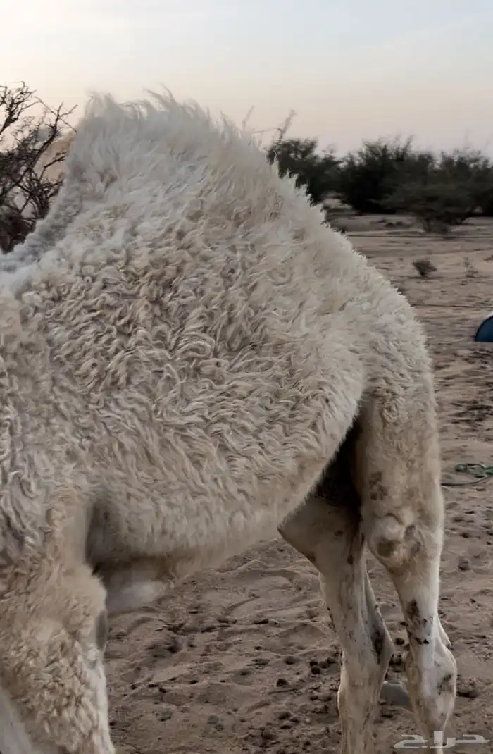 قعود للبيع 2