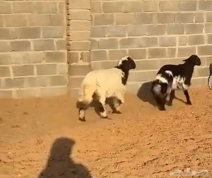 طليان مغلقة 1