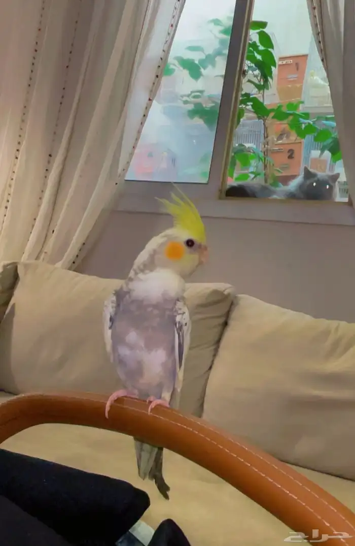 كروان أليف يناسب الأطفال تم البيع 1