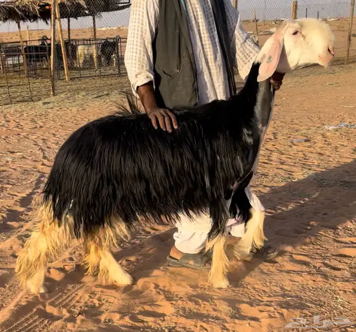 رخل نجديه نادره 1