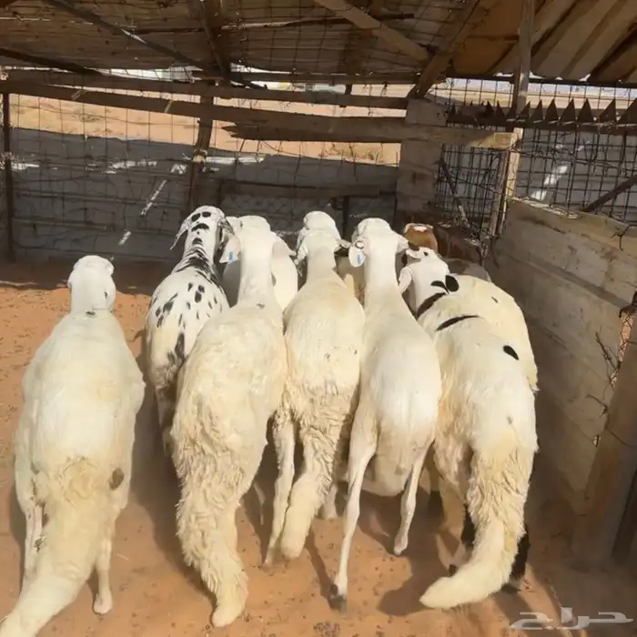 خرفان سواكن مرابي ( تم البيع ) 0