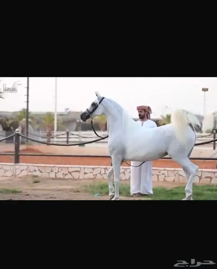 فرس واهو فاااخره انتاج مربط  دبي  الشهير 1