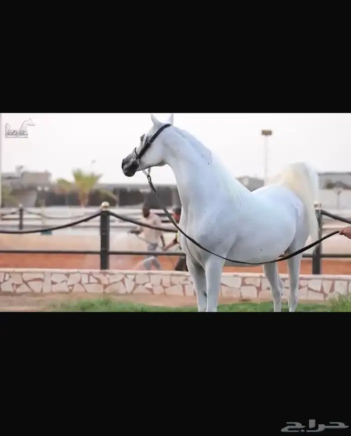 فرس واهو فاااخره انتاج مربط  دبي  الشهير 2