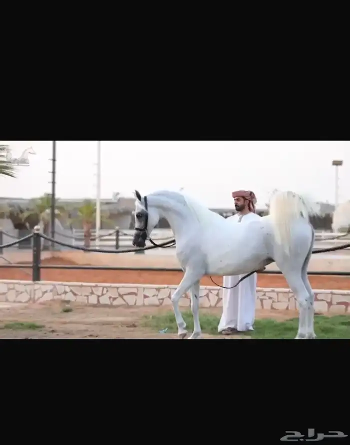 فرس واهو فاااخره انتاج مربط  دبي  الشهير 0