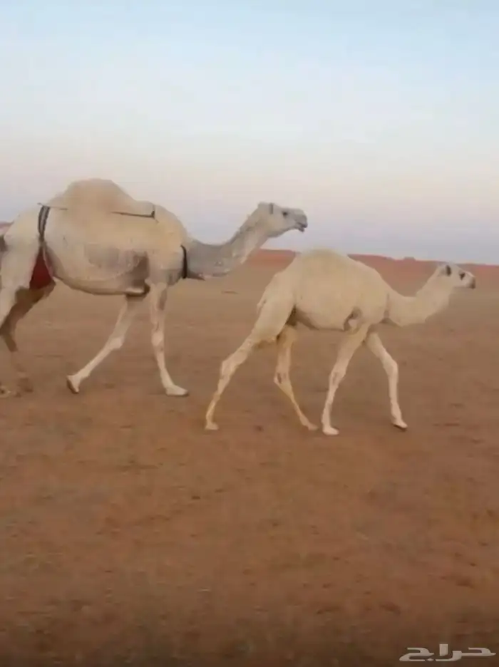 للبيع الضروبه الوضحا 1