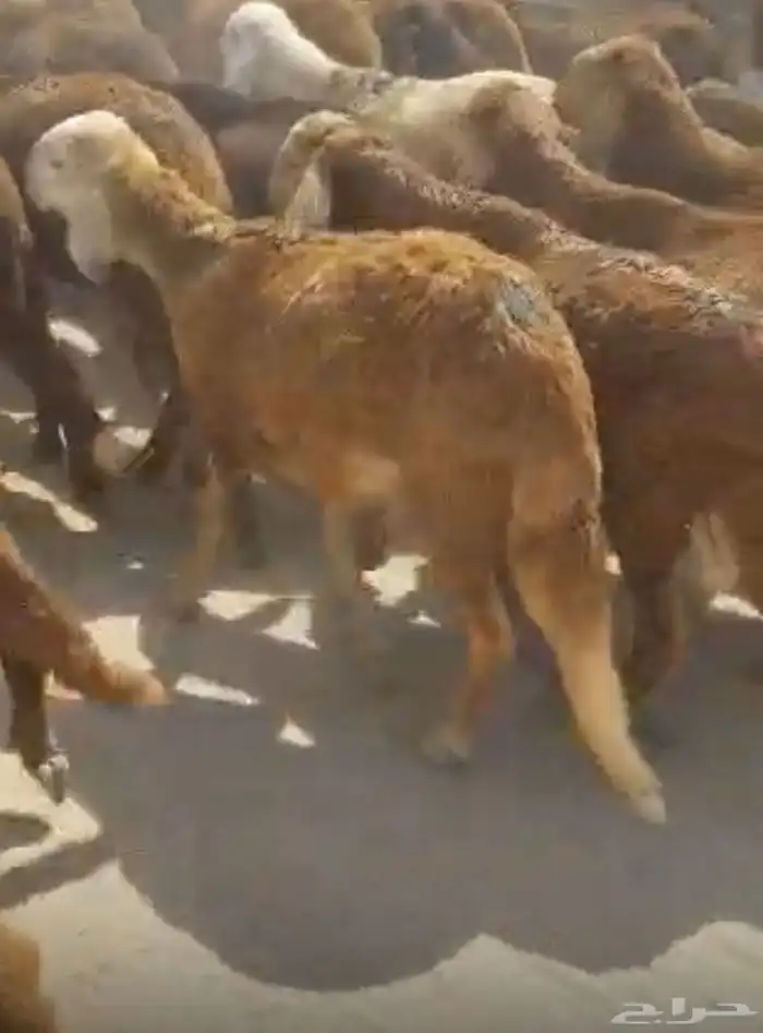 غنم سواكن سواكنى نوع حمرى مربى اقرء العرض 3