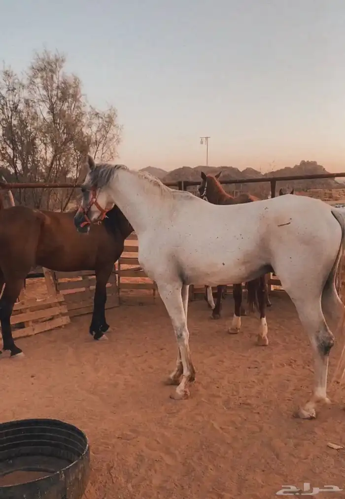 حصان واهو   مهره شعبيه 3