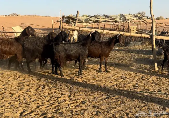 مراح قبرصيات مقسم لقطعتين 0