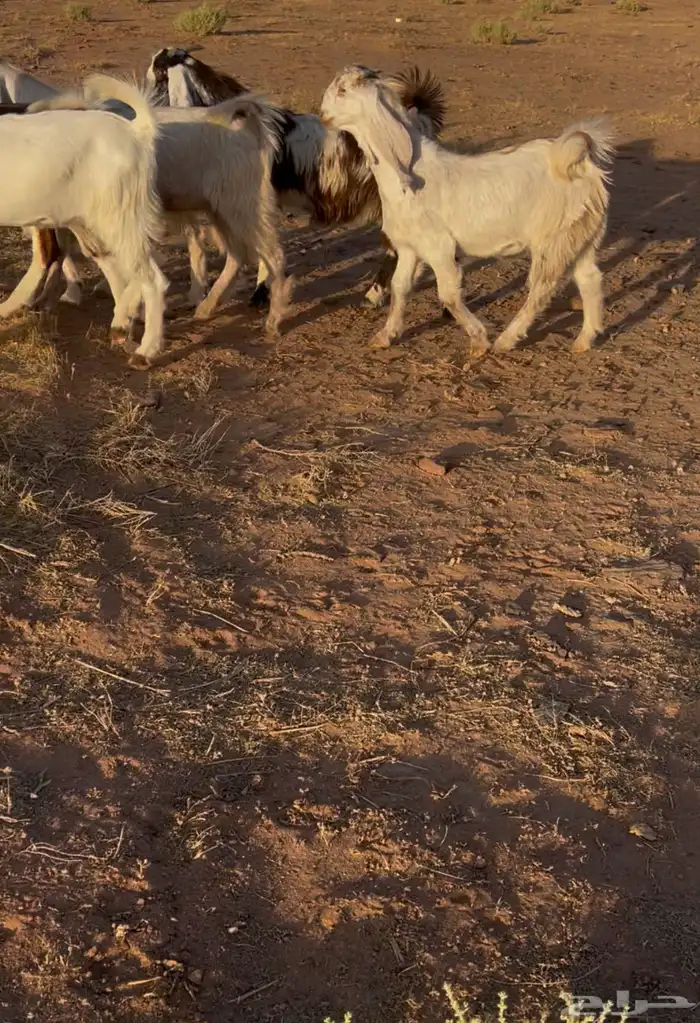 جفار مشاريك مطورات 0