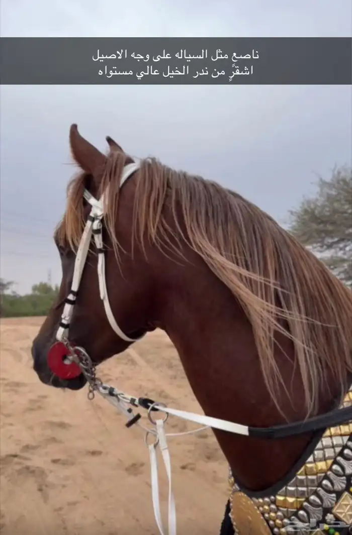 خيل 3