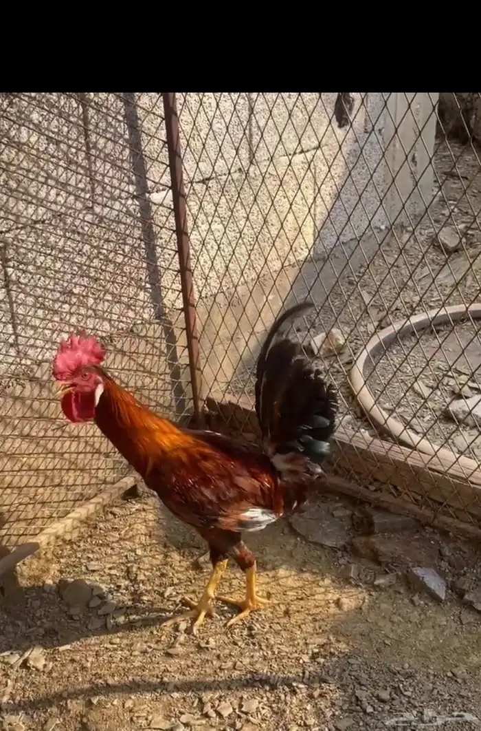 ديك بلدي للبيع تم البيع 0