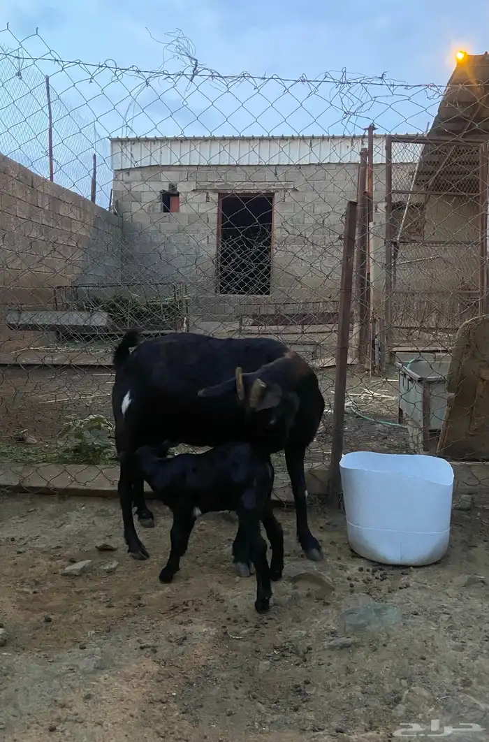 عنز وولدها للبيع 4