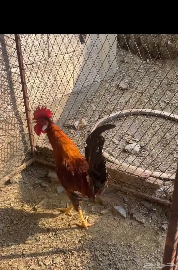 ديك بلدي للبيع تم البيع 2