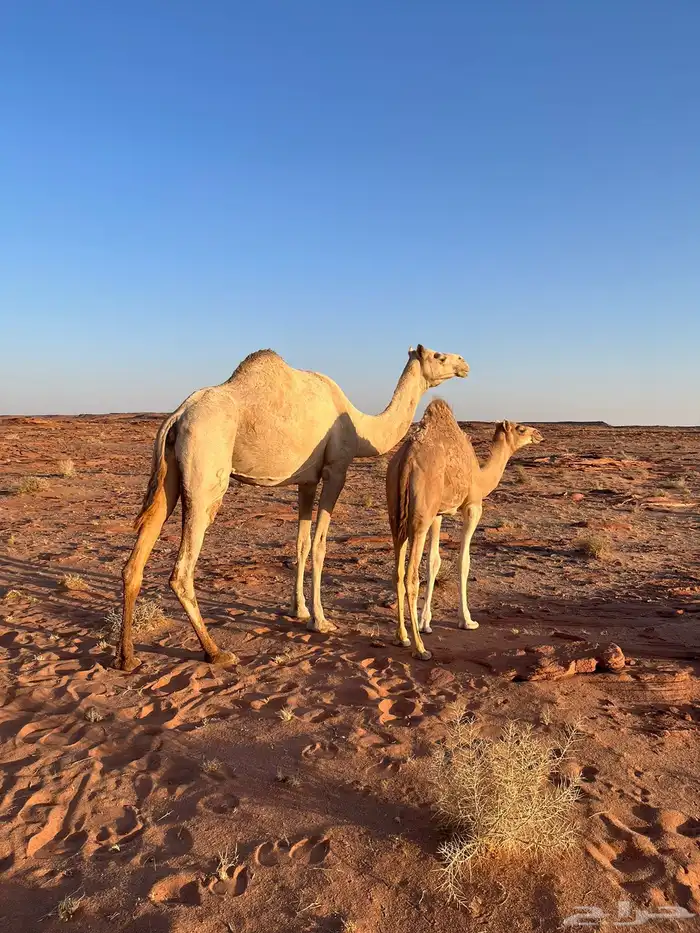 للبيع ناقه حره الجهامه من سلالته الجهمات 0