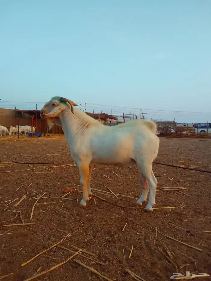 فحل بيشي ايرث من خلال فهد براك الدعدي 1