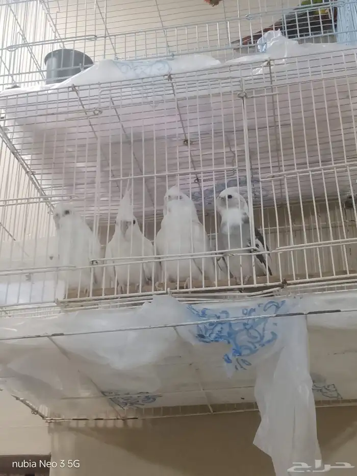 كروانات البينو وهولندي 3