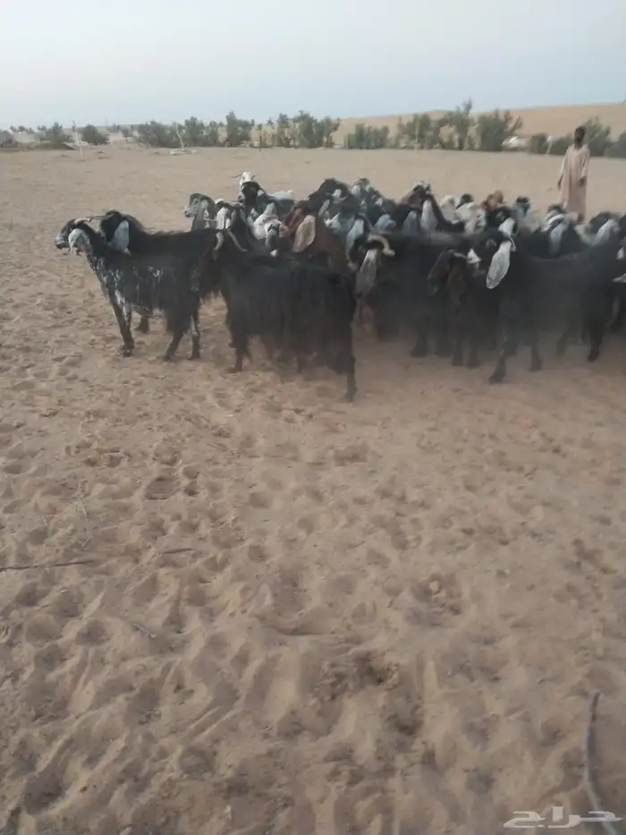ماعز 2