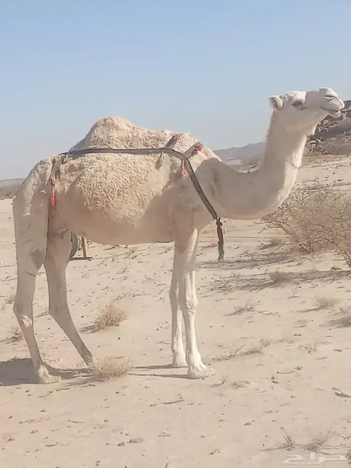 ظروبه بايع ولدها 2