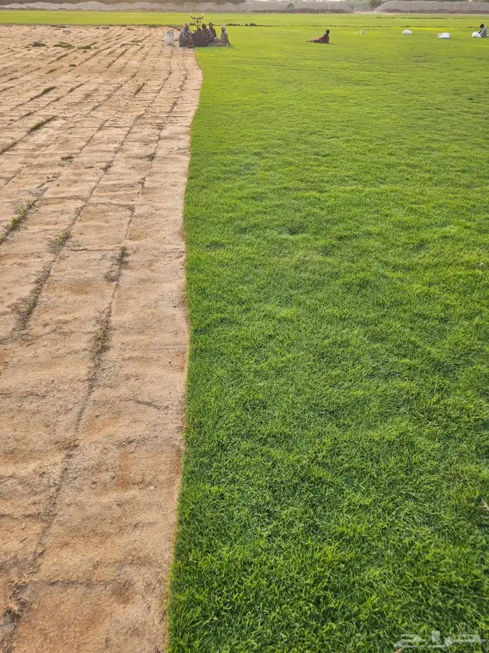 للبيع نجيله ثيل خضراء طبيعيه 3